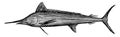 White Marlin a Sailfish, vintage illustration