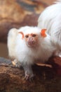 White marmoset Royalty Free Stock Photo