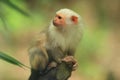 White marmoset Royalty Free Stock Photo