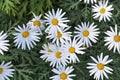 Field of White Daisy Flowers Royalty Free Stock Photo