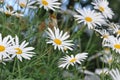 Field of White Daisy Flowers Royalty Free Stock Photo