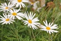 White Marquerite Daisys Royalty Free Stock Photo