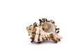White and marron shell isolated in white background