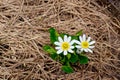 White Marsh Marigold in Grassy Wet Land. Royalty Free Stock Photo