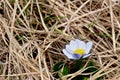 White Marsh Marigold in Grassy Wet Land. Royalty Free Stock Photo