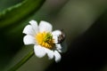 White Marsh Wildflower Flower Royalty Free Stock Photo