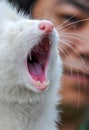 White Marten Yawning Royalty Free Stock Photo
