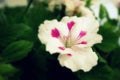White Martha Washington Geranium Royalty Free Stock Photo