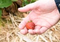 White masc hand holding fresh organic strawberry Royalty Free Stock Photo