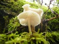 White mashroom Royalty Free Stock Photo