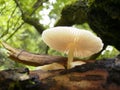 White mashroom Royalty Free Stock Photo