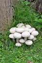 White Mashrooms Royalty Free Stock Photo