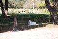 White mastiff dog lying on the grass in the garden of a house