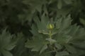 White Matilija poppy bud, a drought tolerant native plant, an outdoor closeup with background of identifiable leaves