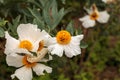 White Matilija poppy, Romneya trichocalyx, flower Royalty Free Stock Photo