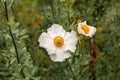 White Matilija poppy, Romneya trichocalyx, flower Royalty Free Stock Photo