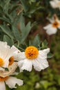 White Matilija poppy, Romneya trichocalyx, flower Royalty Free Stock Photo