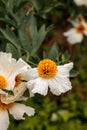 White Matilija poppy, Romneya trichocalyx, flower Royalty Free Stock Photo