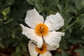 White Matilija poppy, Romneya trichocalyx, flower