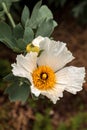 White Matilija poppy, Romneya trichocalyx, flower