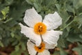 White Matilija poppy, Romneya trichocalyx, flower Royalty Free Stock Photo