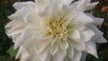 Matricaria chamomilla  white flower close up view Royalty Free Stock Photo