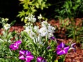 White Matthiola