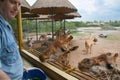 White mature caucasian man feeds giraffes in natural outdoor Zoo in Thailand. Big group of giraffes and ostrichs Emu on background