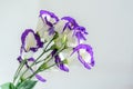 White with mauve violet margins Lisianthus Eustoma grandiflorum