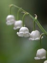 White May Lily flower Royalty Free Stock Photo