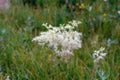 White meadow flower yarrow on natural background