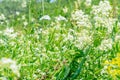 White meadow flower yarrow on natural background