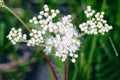 White meadow flower yarrow