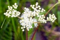 White meadow flower yarrow