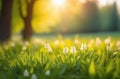 White meadow flowers on the panorama under the rays of the morning sun, Spring and summer nature in soft green and Royalty Free Stock Photo