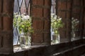 White meadow flowers in the windows of an old monastery Royalty Free Stock Photo