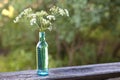 White Meadow Parsley In Bottle