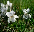 White meadow violet in spring