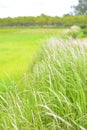 White meadows witn green fields