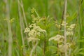 Meadowsweet flowers in a green field