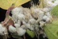 Extreme close shot of white waxy fuzzy mealybug pseudococcidae. Royalty Free Stock Photo