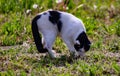 white mediterranean cat with gray spots on grass.