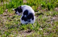 white mediterranean cat with gray spots on grass