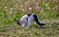white mediterranean cat with gray spots on grass.