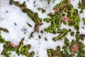 Abstract phot from the fallen first snow on the ground.