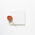 White memo pad, empty paper with dry orange ranunculus flower on white background Royalty Free Stock Photo