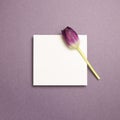 White memo pad and purple tulip flower on purple background Royalty Free Stock Photo