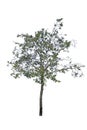 White Meranti tree Royalty Free Stock Photo