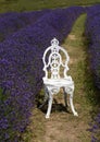 White metal chair for photo oportunity in lavender field Royalty Free Stock Photo