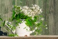 White metal teapot vase with a bouquet of white lilac flowers and grass woodlouse with green leaves.Background with a copy of the Royalty Free Stock Photo